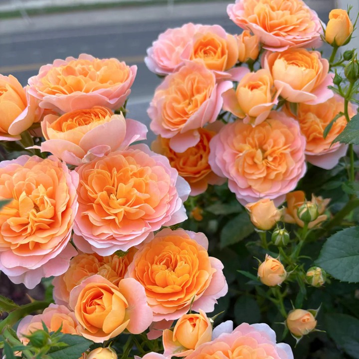 最受欢迎的微型月季品种是哪个？