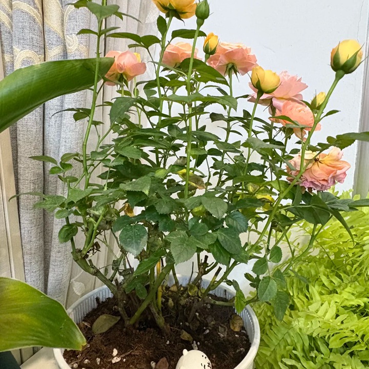 市场上那种一盆多株月季是怎么回事？