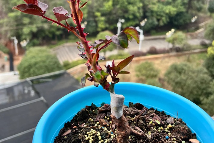 月季繁殖的五种方式详解！