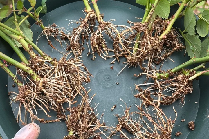 月季繁殖的五种方式详解！