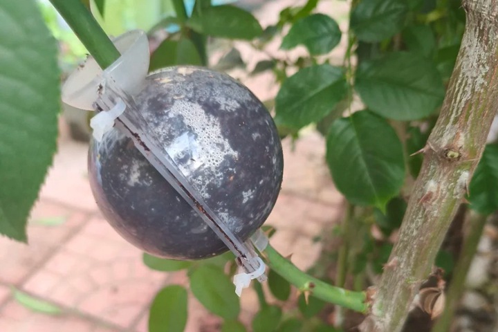 月季繁殖的五种方式详解！