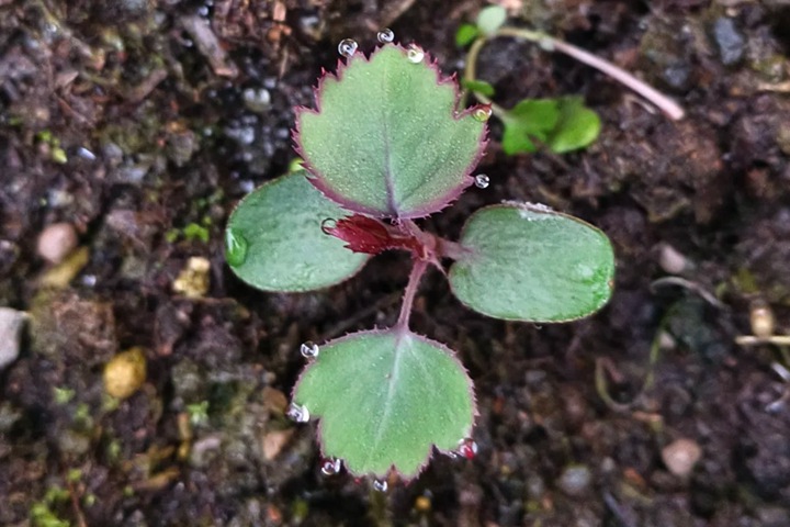 月季繁殖的五种方式详解！