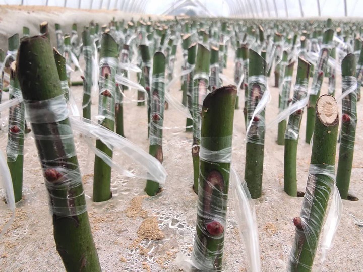 月季繁殖的五种方式详解！