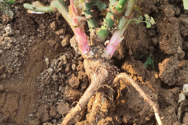 月季繁殖的五种方式详解！