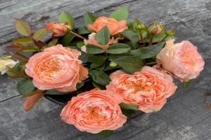 甜蜜哈珀 Sweet Harper