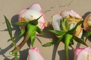 月季可不可以淋雨？