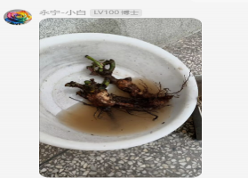 月季老桩苗千万千万不要买！！！