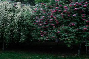 常州紫荆公园月季开爆了