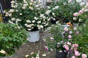 雨季来临，月季花园养护注意事项