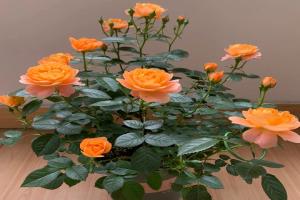 最受欢迎的微型月季品种是哪个？