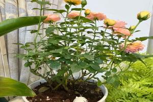 市场上那种一盆多株月季是怎么回事？