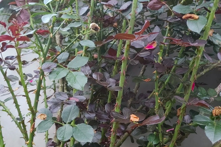 为什么月季扦插要用刚开完花的枝条？