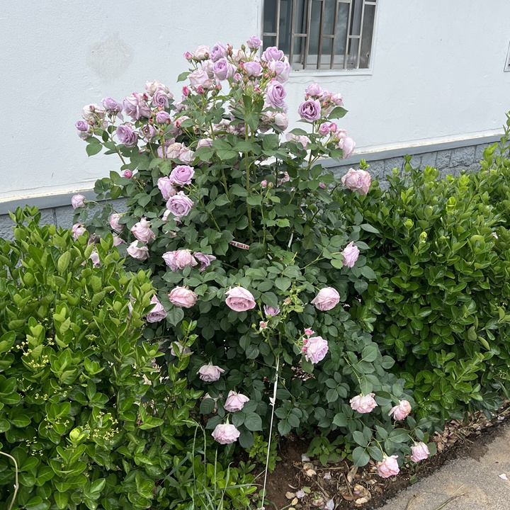 月季种植养护全方位指南
