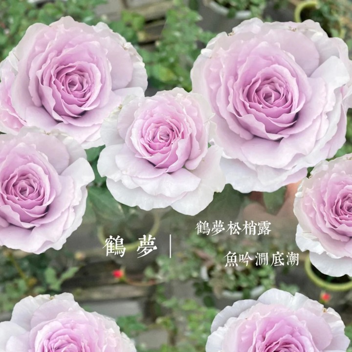 1779582633346992.jpg 鹤梦