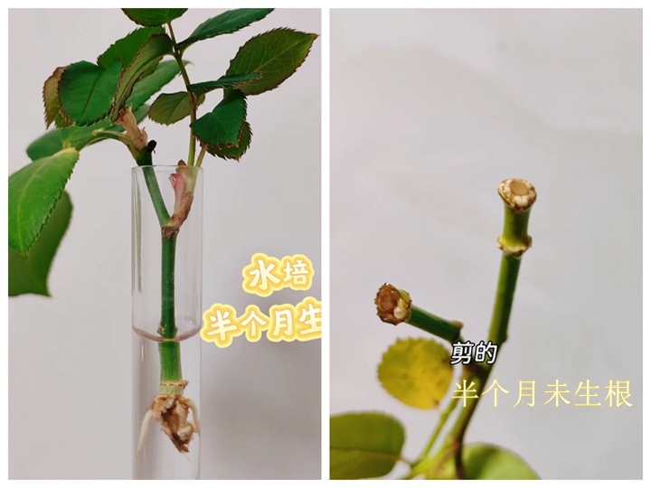1779676924491298.jpg 手掰的月季枝条扦插更容易生根吗?