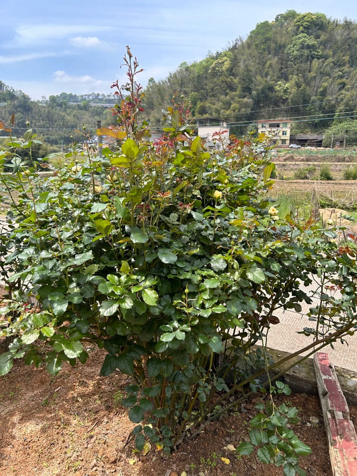 1779769955243688.jpg 月季地栽就是这么强大