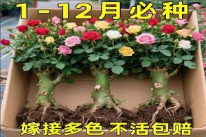 老桩月季能种活吗？
