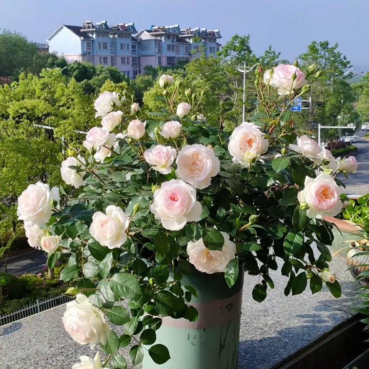 1780453726214375.jpg 花友上冬藕荷这些年种的最满意的月季