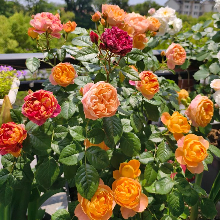 1780453726239298.jpg 花友上冬藕荷这些年种的最满意的月季