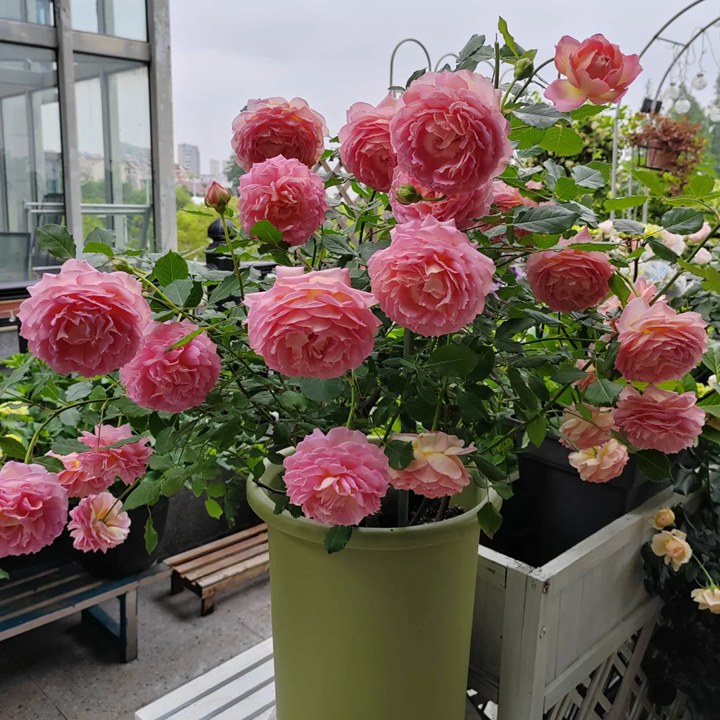 1780453726541106.jpg 花友上冬藕荷这些年种的最满意的月季