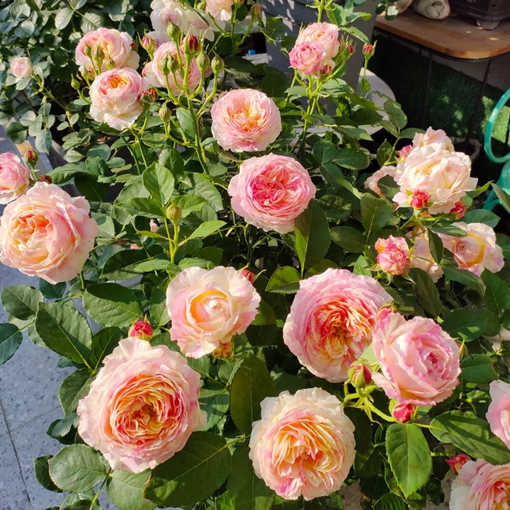 1780453726568725.jpg 花友上冬藕荷这些年种的最满意的月季
