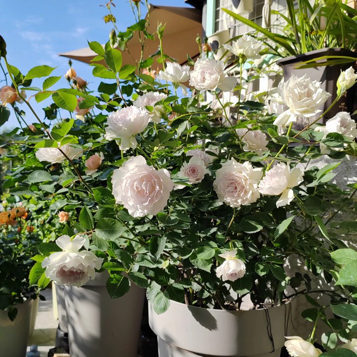 1780453726787335.jpg 花友上冬藕荷这些年种的最满意的月季