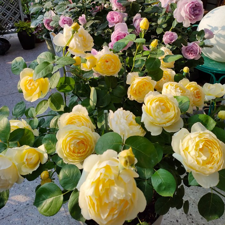 1780453726888892.jpg 花友上冬藕荷这些年种的最满意的月季