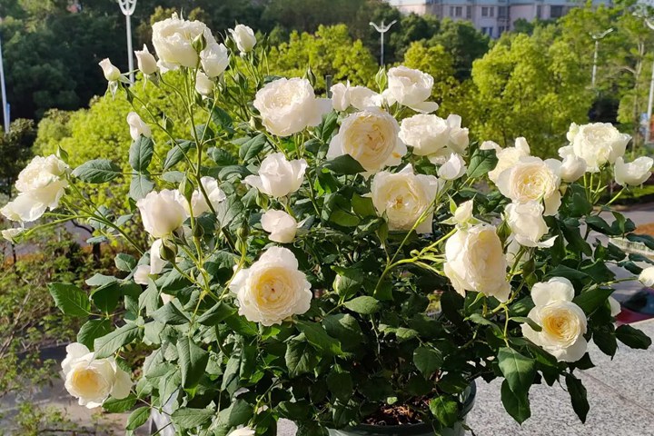 1780453726989479.jpg 花友上冬藕荷这些年种的最满意的月季