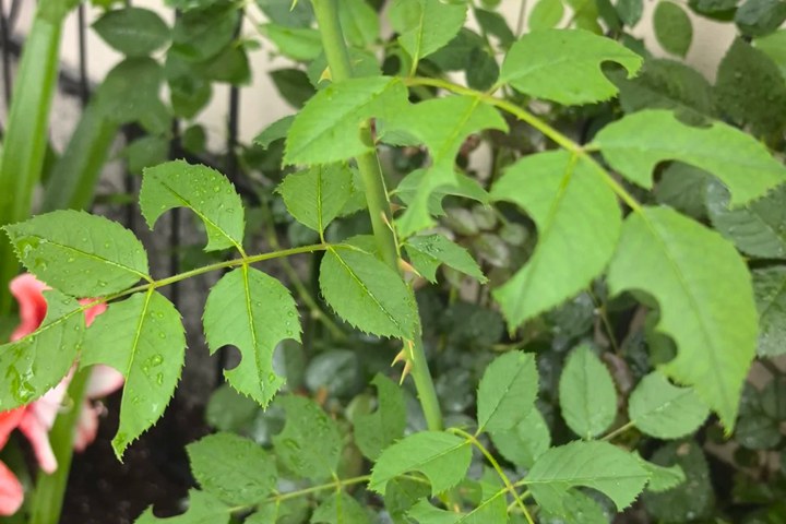 月季切叶蜂如何防？
