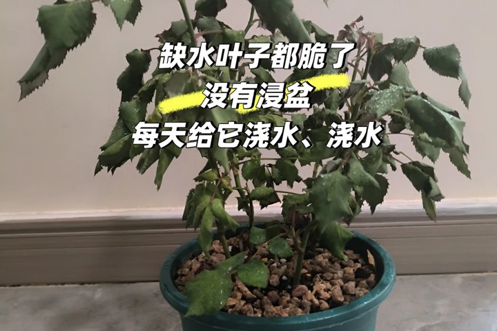 1780965237352520.jpg 夏季月季缺水后怎么处理?