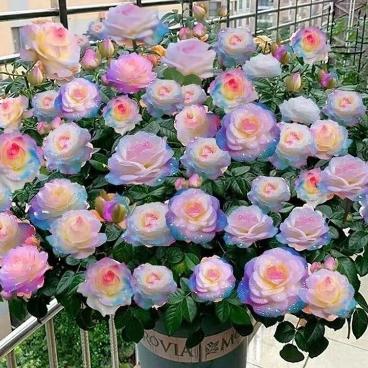 1781606404876895.jpg 月季如何避免买到假货?