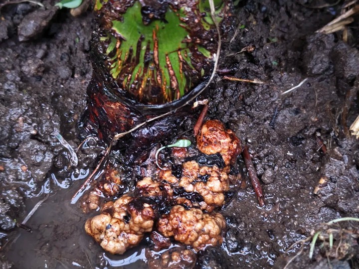 1782181929221482.jpg 月季得了根瘤怎么办?