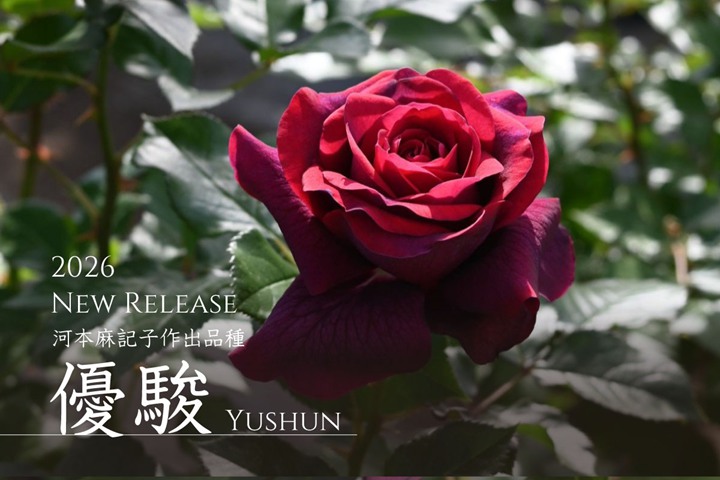 1783211705372797.jpg 优骏 Yushun