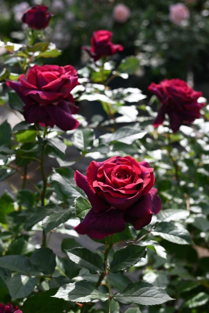 1783211865205283.jpg 优骏 Yushun