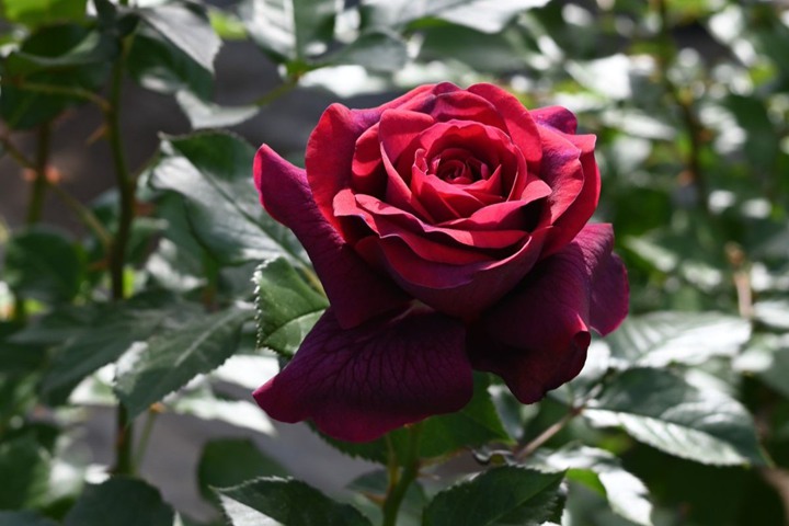 1783211865977060.jpg 优骏 Yushun