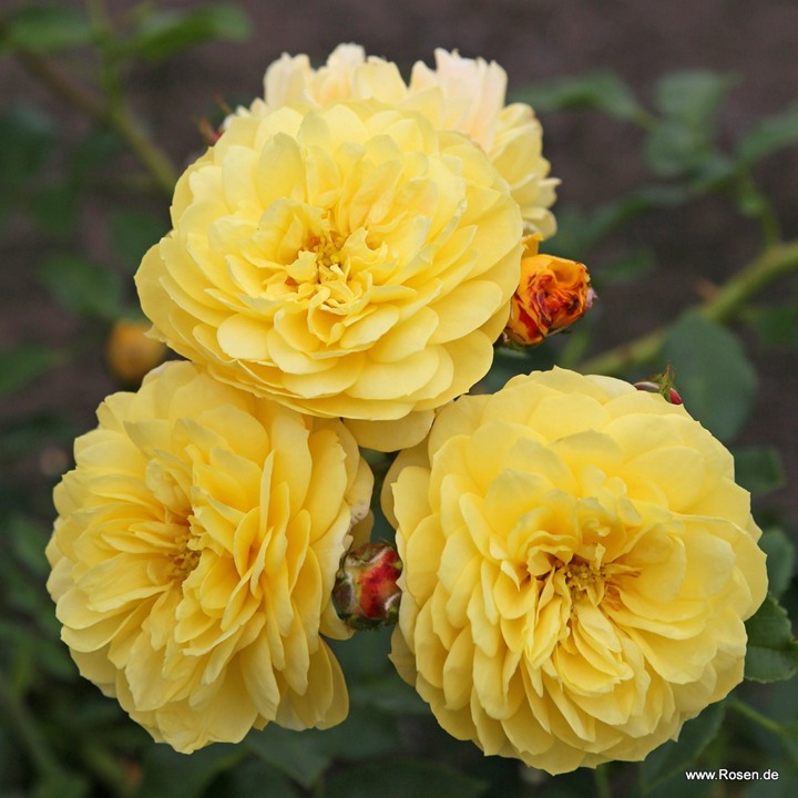1783214184923509.jpg 金羊毛 Golden Fleece