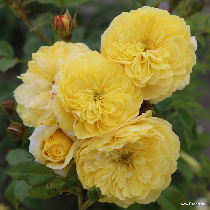 1783214185966866.jpg 金羊毛 Golden Fleece