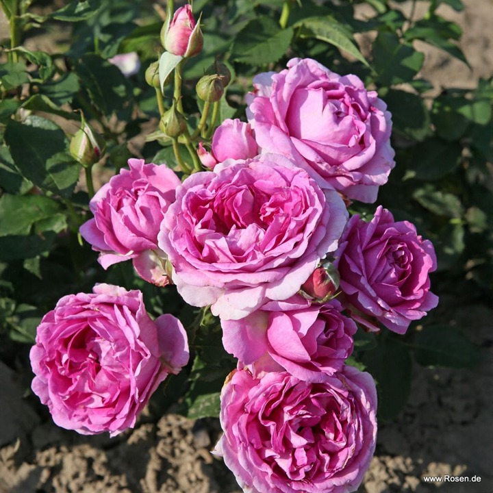 1783468279148345.jpg 克莉维亚 Clivia