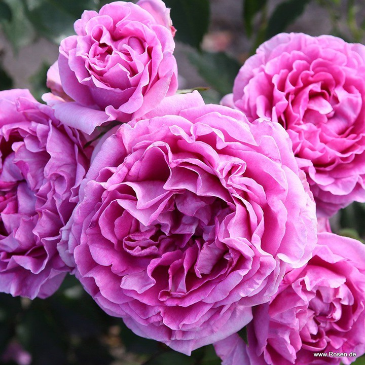 1783468279191581.jpg 克莉维亚 Clivia