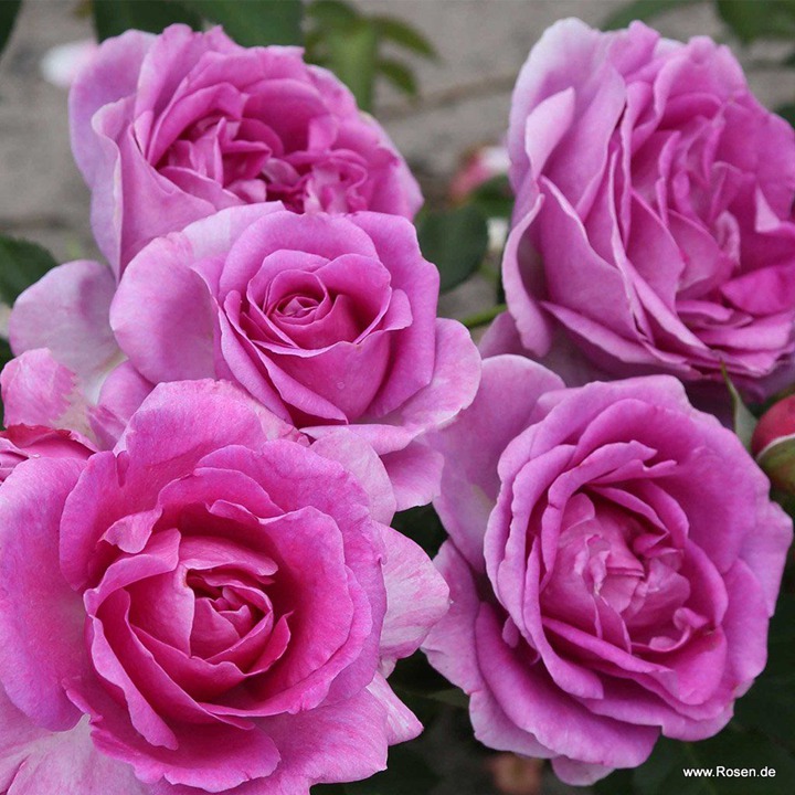 1783468279214437.jpg 克莉维亚 Clivia