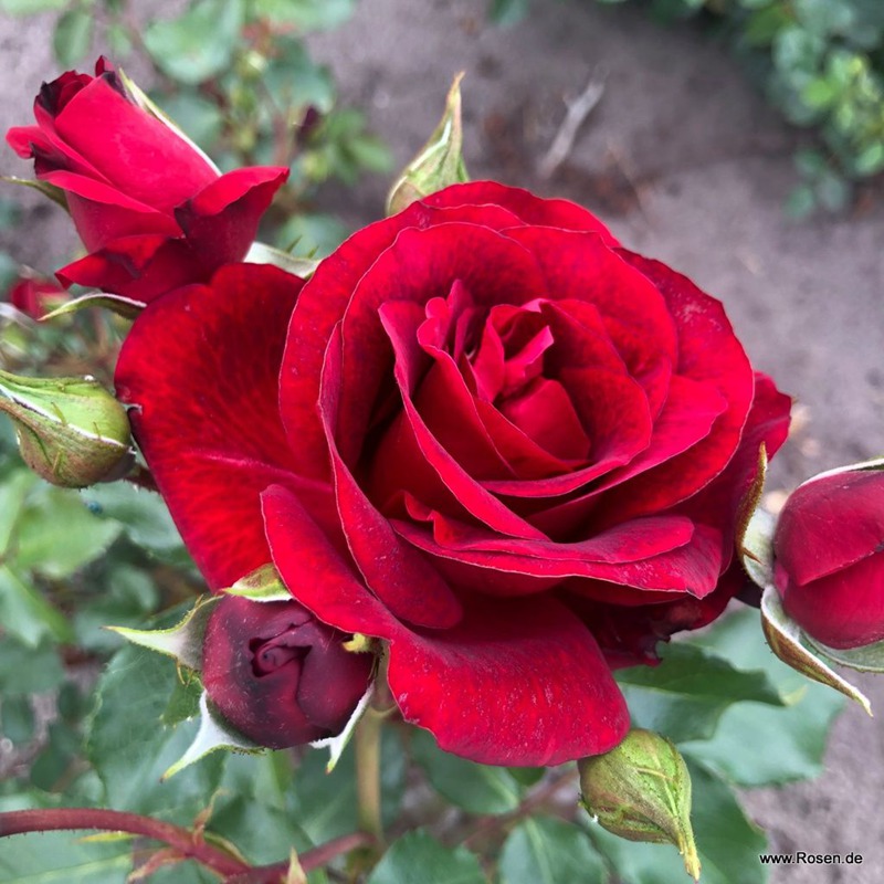 皇家红 Royal Red
