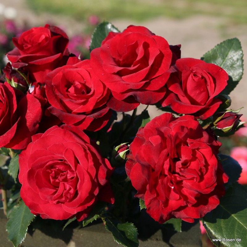 皇家红 Royal Red