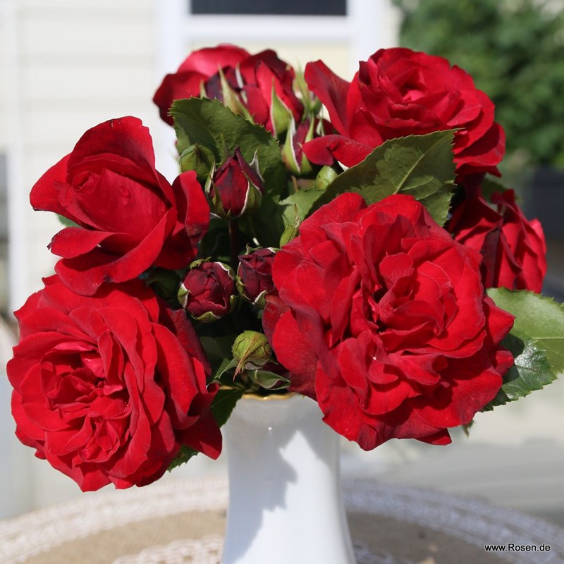 皇家红 Royal Red