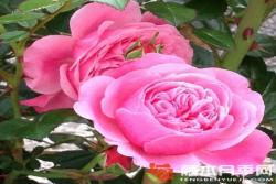 明星伊娃Starlet® Rose Eva