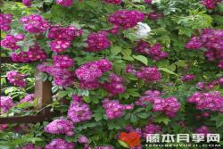 永恒蓝色Perennial Blue