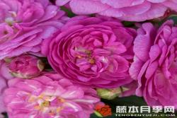 四季罗莎莉Perennial Rosali