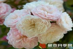 明星艾琳娜Starlet® Rose Alina