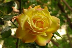 藤本黄和平(Yellow Peace)