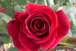 藤墨红Crimson Glory
