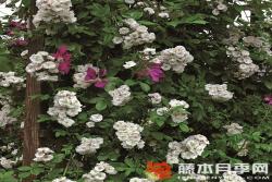 不眠羞涩Perennial Blush